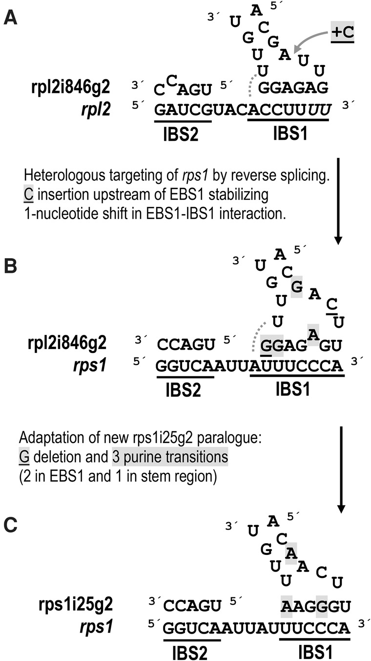 FIGURE 4.