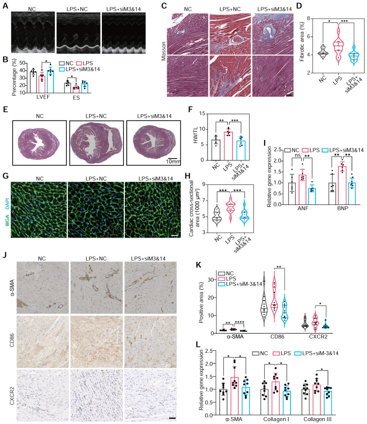 deciphering-m6a-methylation-in-monocyte-mediated-cardiac-fibrosis-and