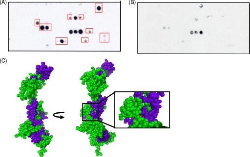 FIG. 2.