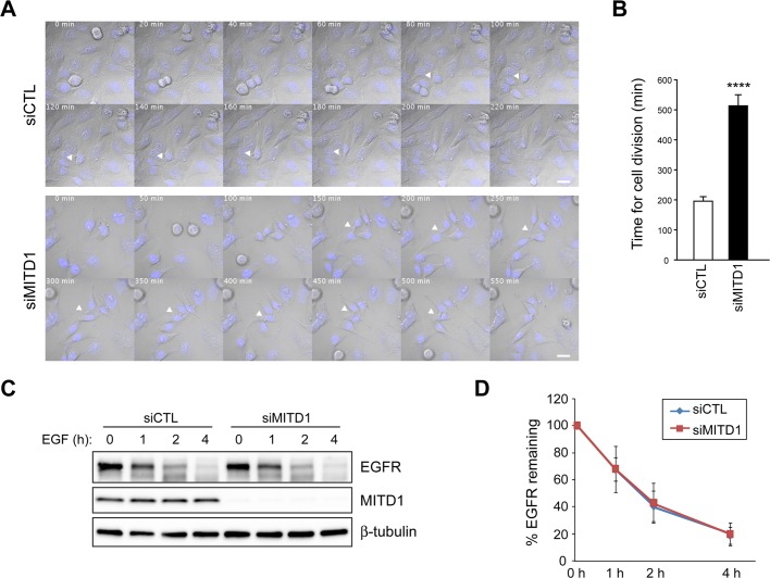 FIGURE 7: