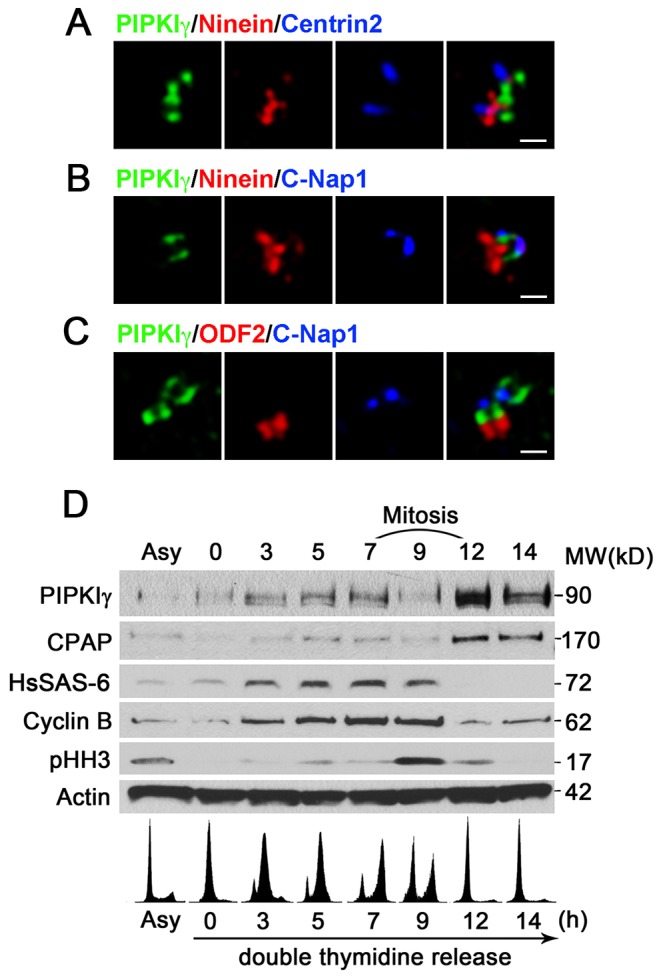 Fig. 2.