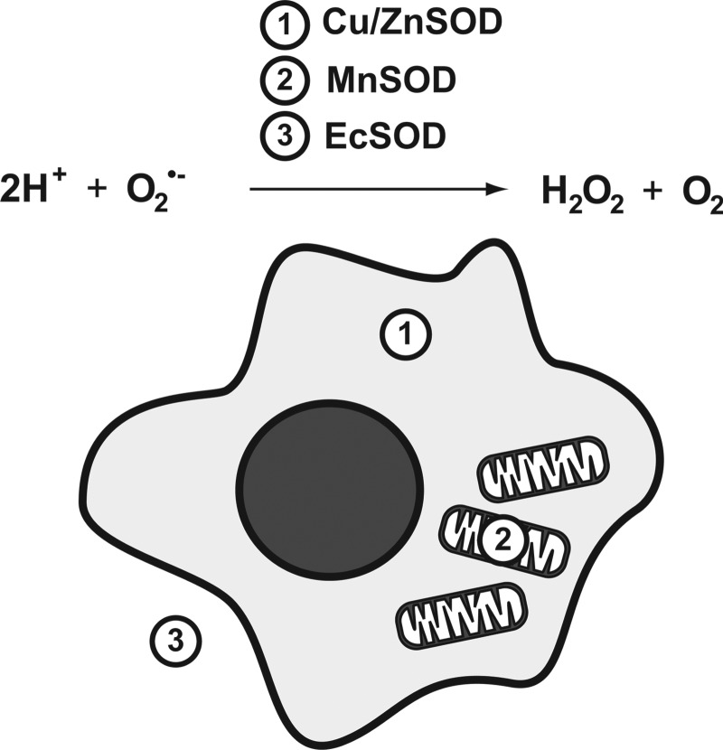 FIG. 2.