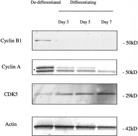 Figure 1-4249