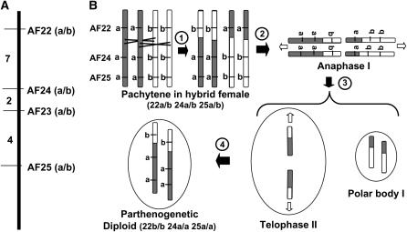 Figure 4.—