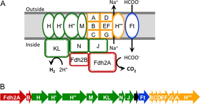 FIGURE 1.