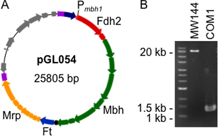 FIGURE 2.