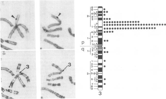 graphic file with name pnas01066-0044-b.jpg