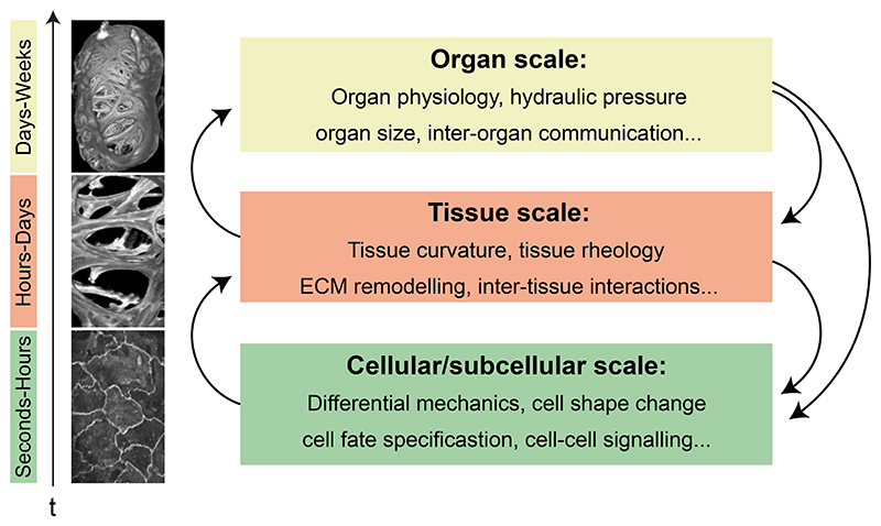 Fig. 5