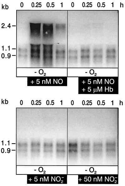 FIG. 5