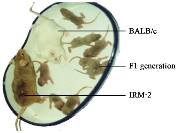 Figure 4.