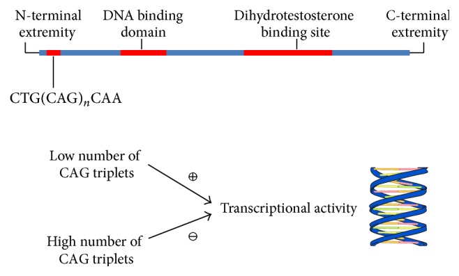 Influence of CAG Repeat Polymorphism on the Targets of Testosterone ...