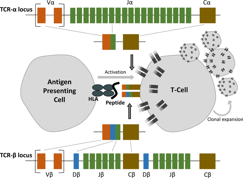 Figure 2: