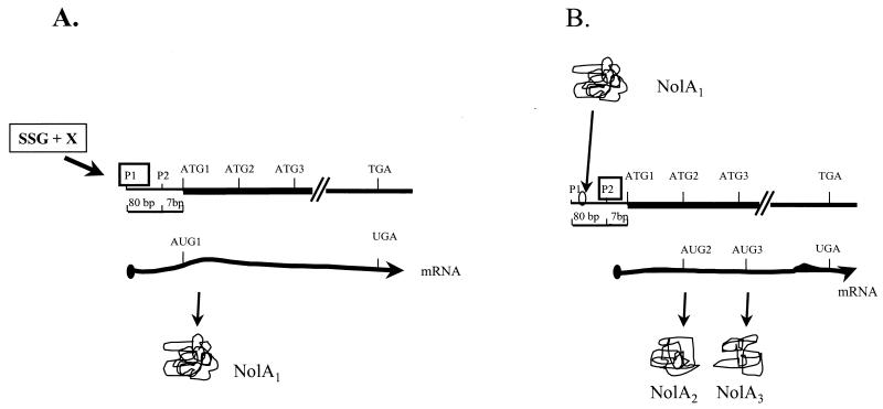 FIG. 6