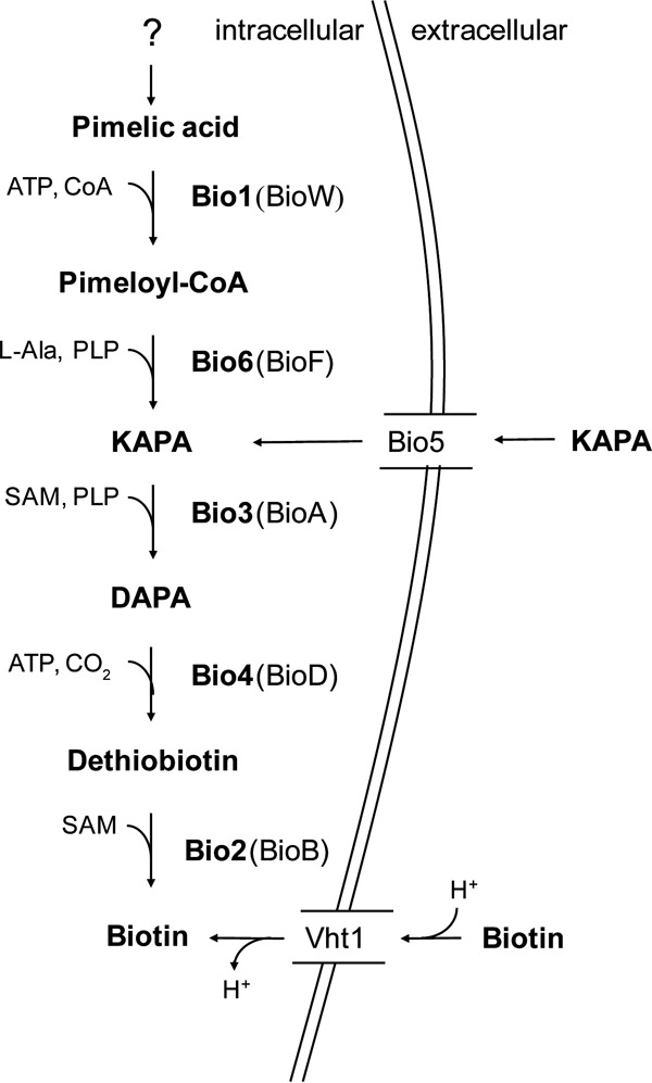 FIG 1