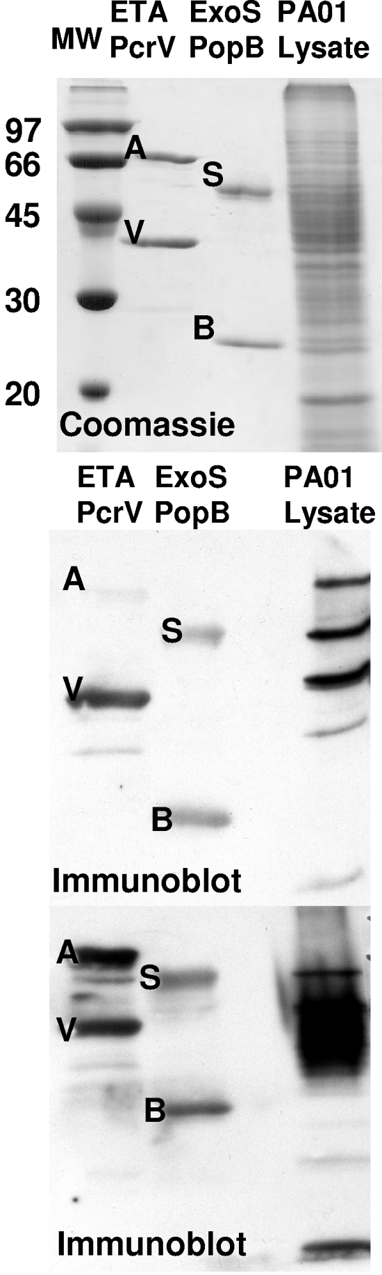 FIG. 1.