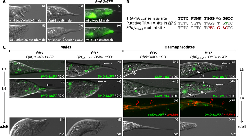 Figure 3.