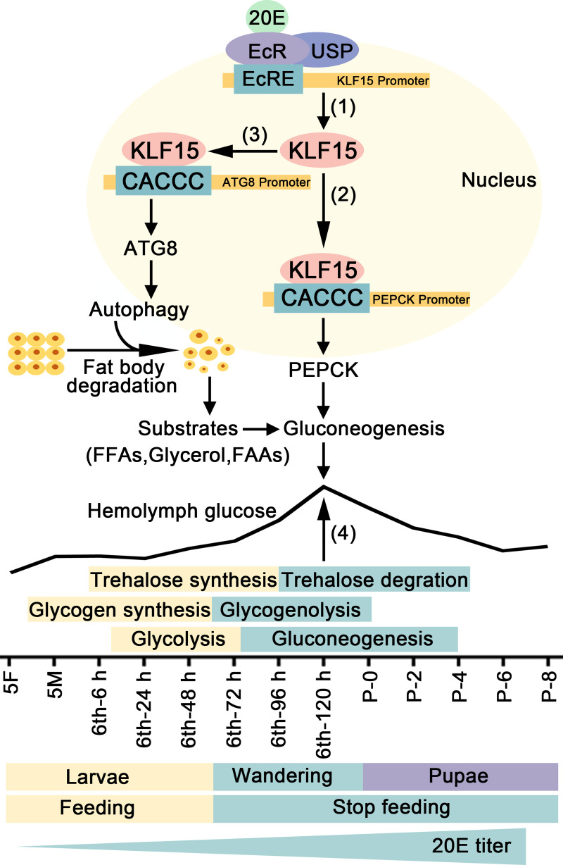 Fig 9