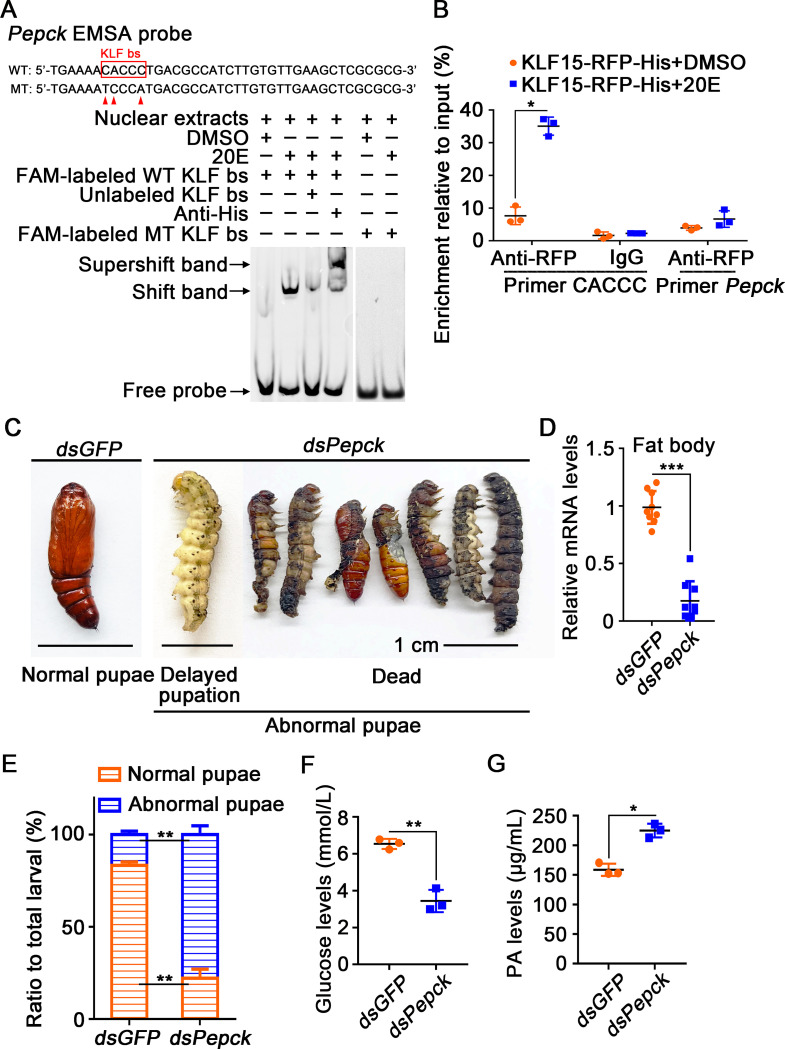 Fig 8