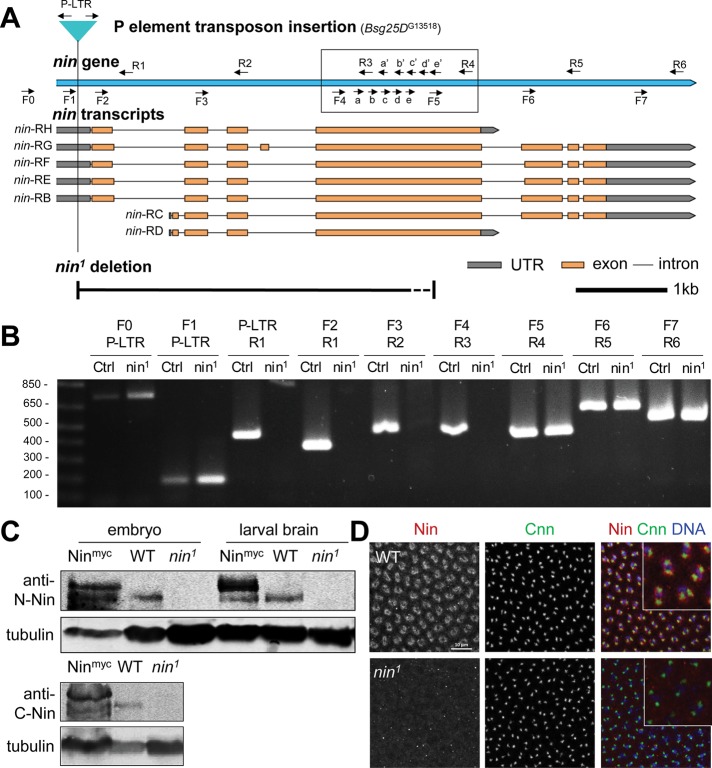 FIGURE 6: