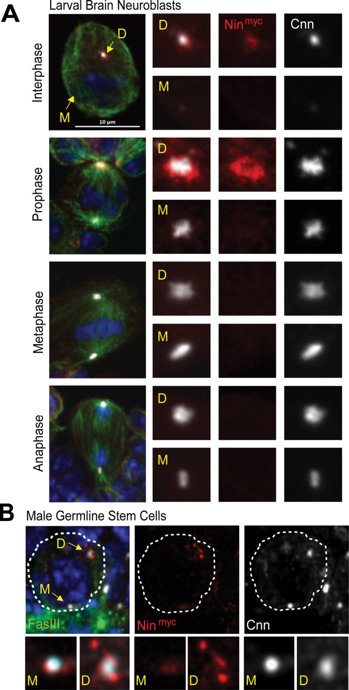 FIGURE 5: