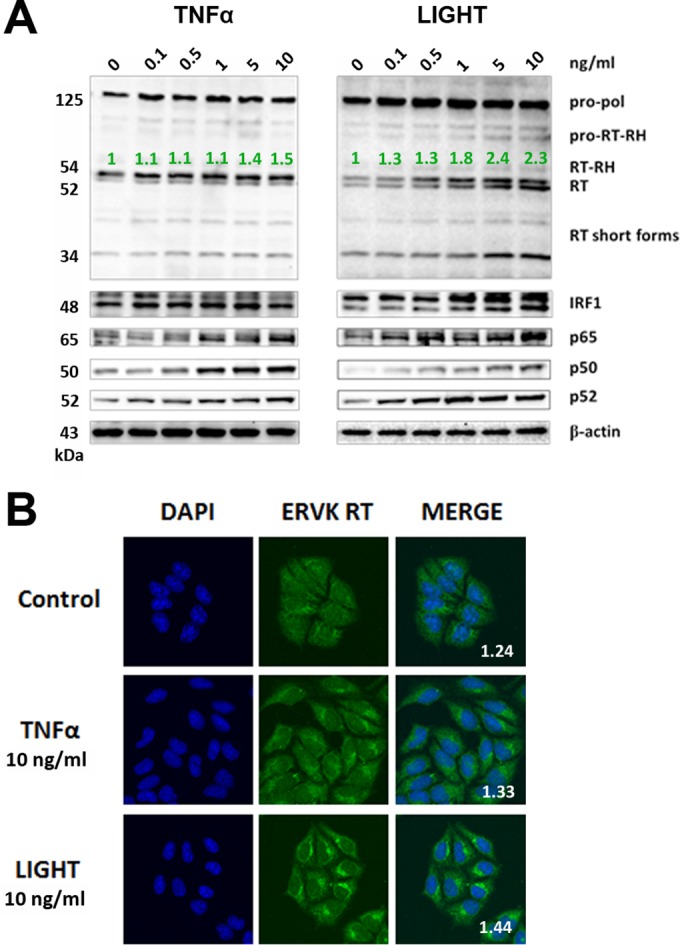 FIG 1