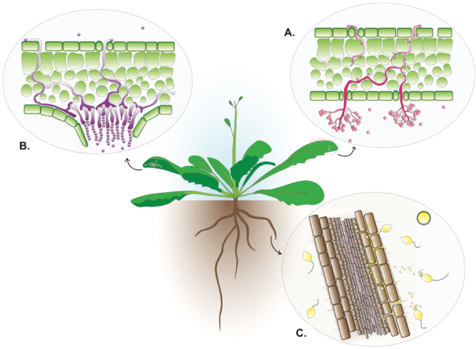 Figure 2.