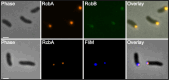 Fig 7