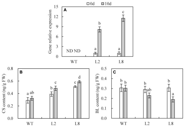 FIGURE 4