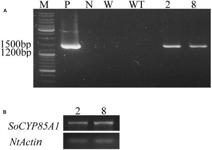 FIGURE 2