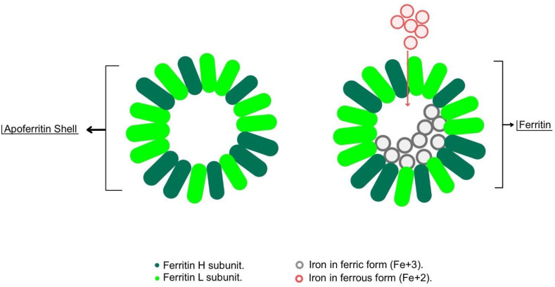 Fig. 1