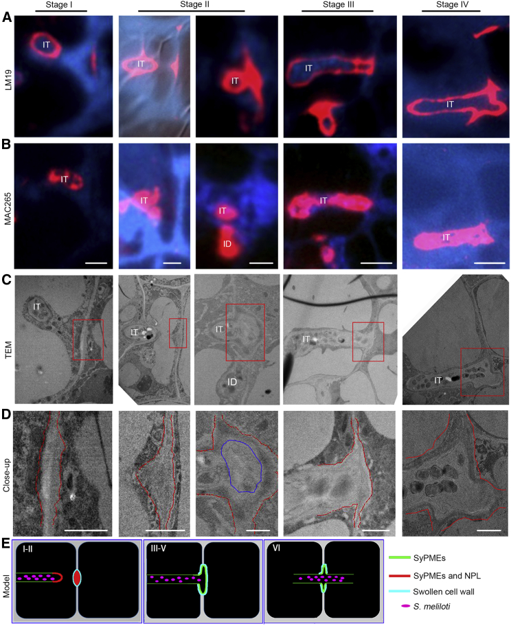 Figure 4