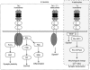 Fig. (2). TrkB signaling pathways.
