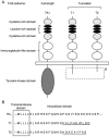 Fig. (1). Schematic representation of TrkB isoforms.