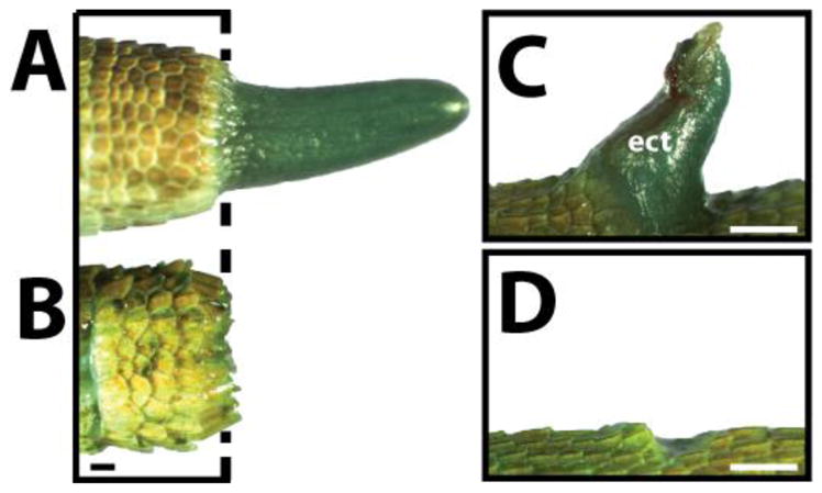 Fig. 10