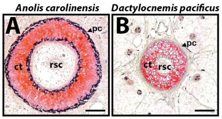 Fig. 8