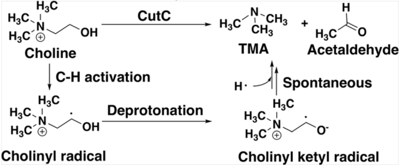 Scheme 2.