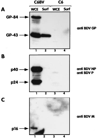 FIG. 5