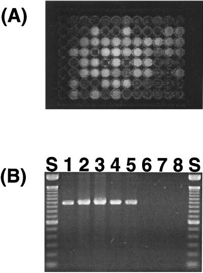 FIG. 1