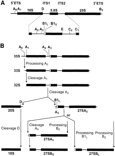 graphic file with name cdd202f5.jpg