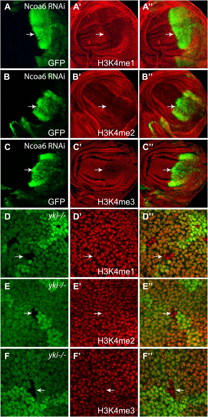 Figure 6—figure supplement1.