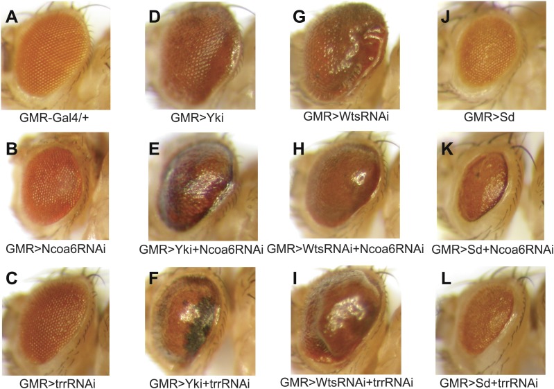 Figure 3.