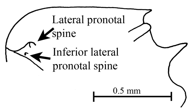 Figure 11.