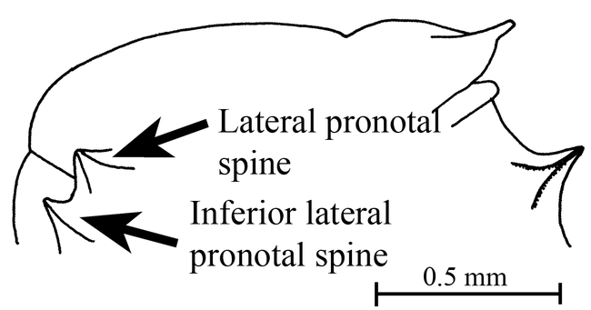 Figure 12.