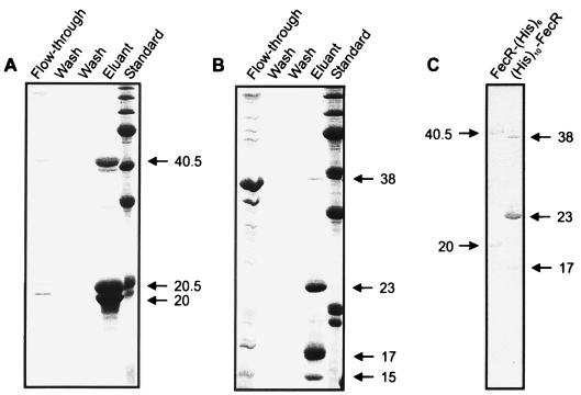 FIG. 1