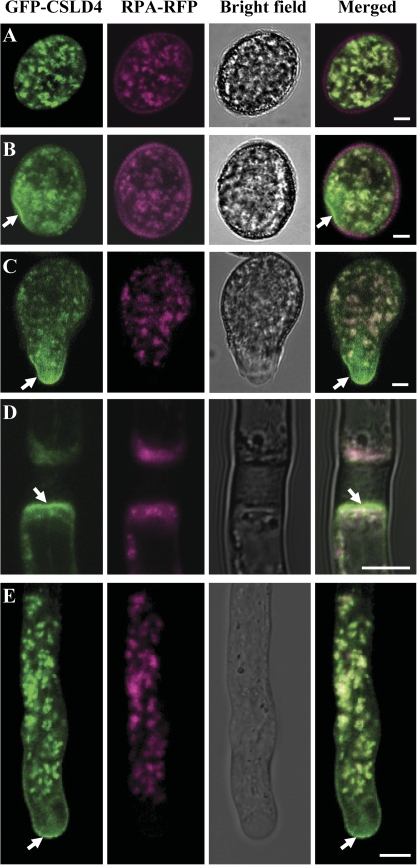 Fig. 6.