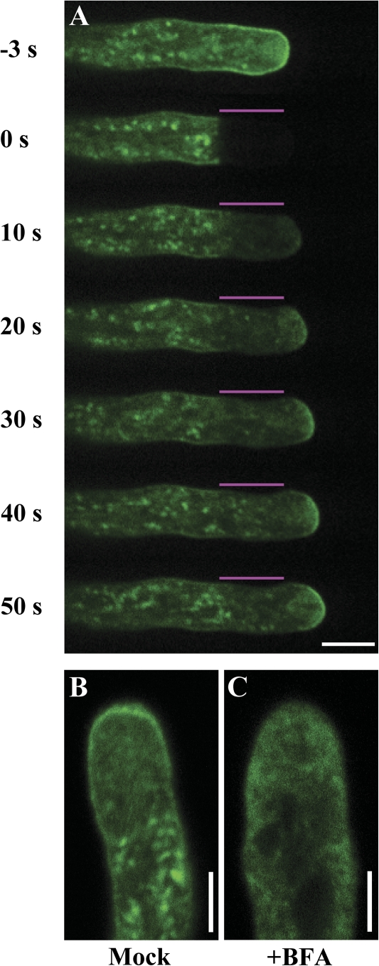 Fig. 7.