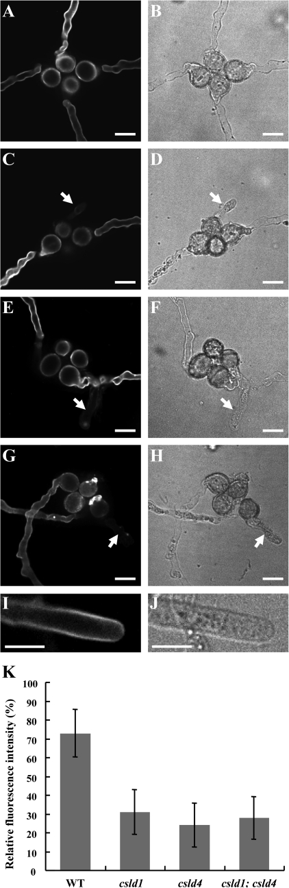 Fig. 8.