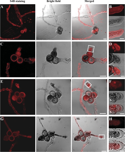 Fig. 9.