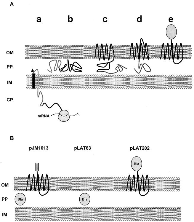 FIG. 1