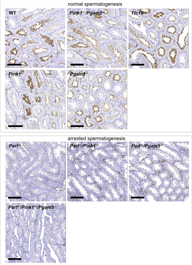 Figure 3—figure supplement 1.